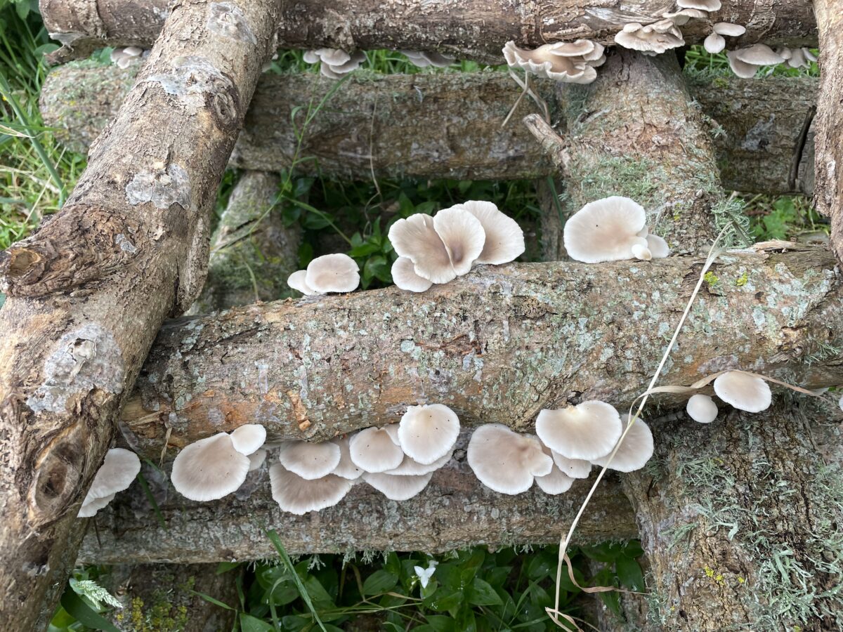 Oyster Mushroom