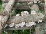 Oyster Mushroom