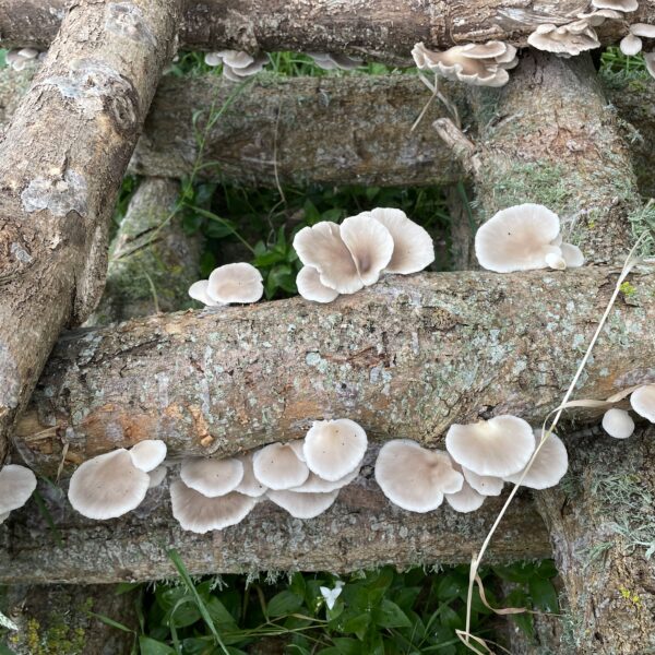 Oyster Mushroom