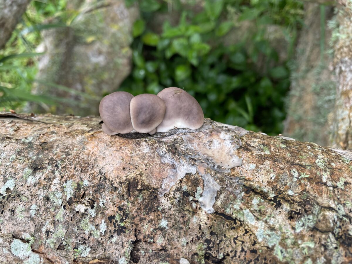 Oyster Mushroom