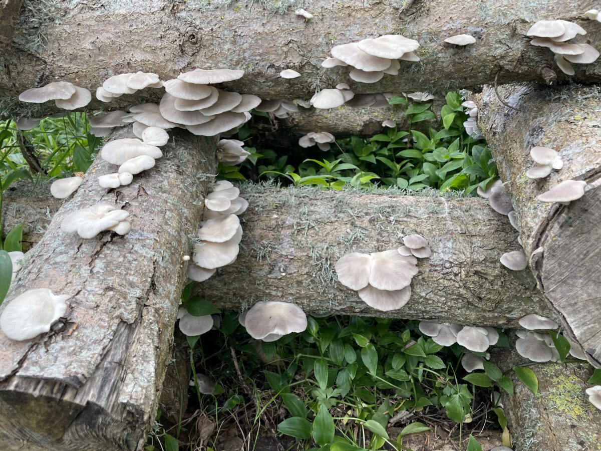 Oyster Mushroom