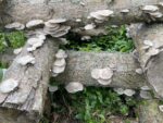 Oyster Mushroom