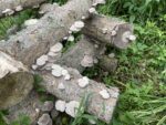 Oyster Mushroom