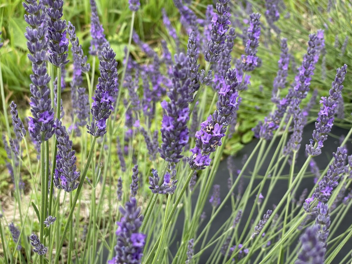 Lavender