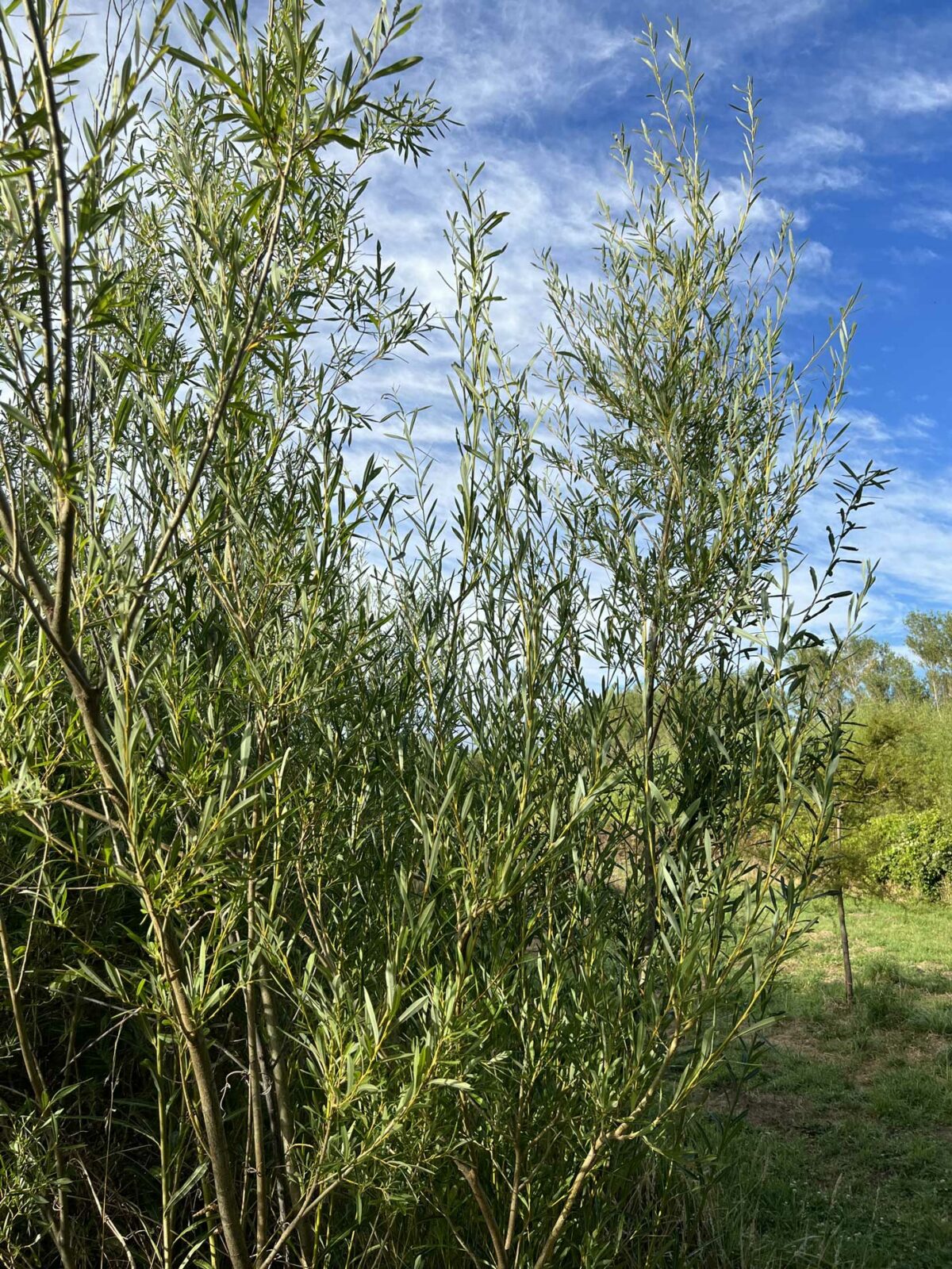 Holland Willow