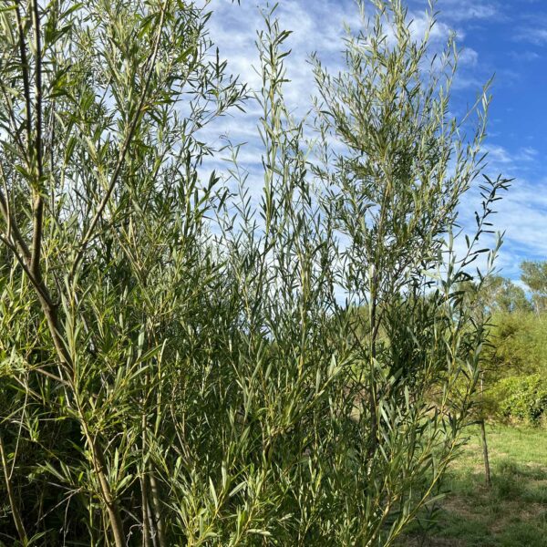 Holland Willow