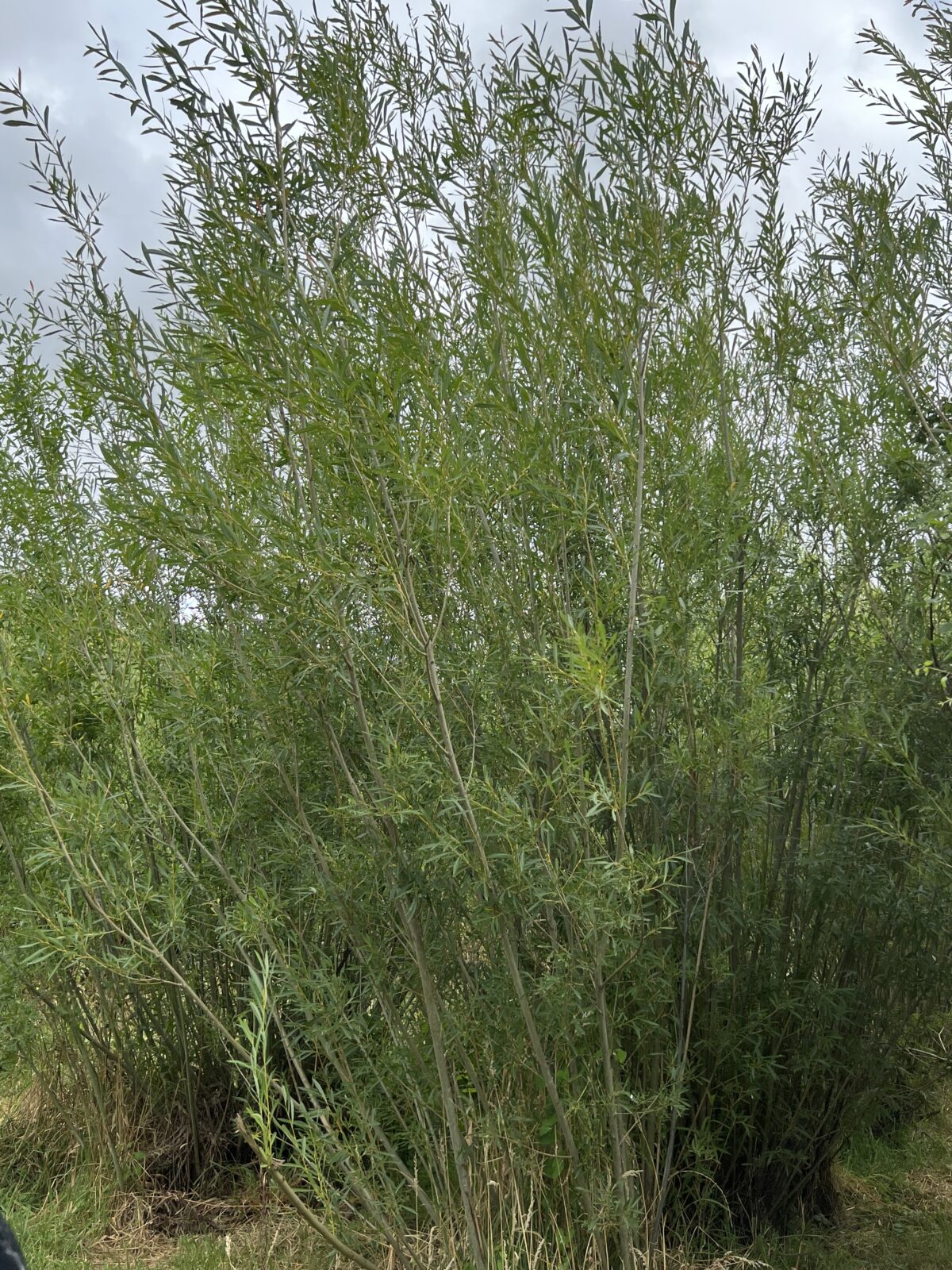 Shrub Willow Mix