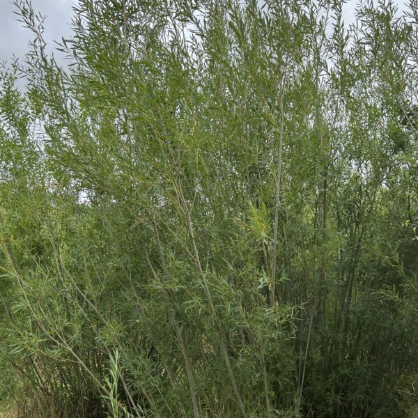 Shrub Willow Mix